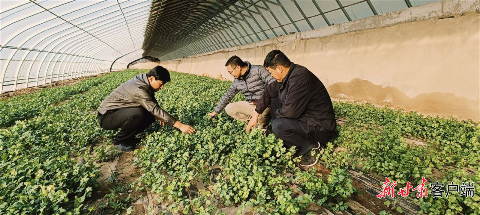 张掖市甘州区纪委监委工作到甘浚镇设施农业基地了解惠民政策落实情况.jpg