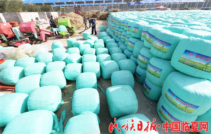 广河县恒达众诚农牧开发有限公司对刚收割完的玉米秸秆进行打包加工。史有东摄.jpg