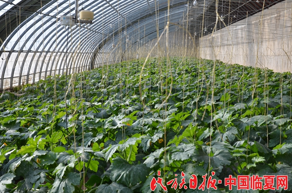 临夏国家农业科技园区种植的菜瓜.JPG