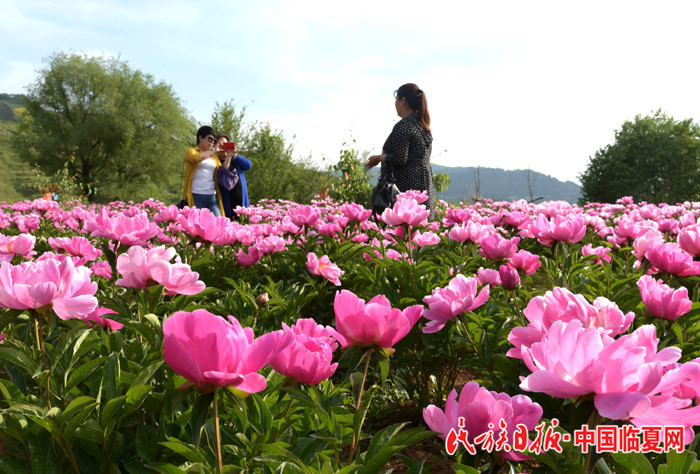 临夏县：牡丹花开 史有东摄_副本.jpg
