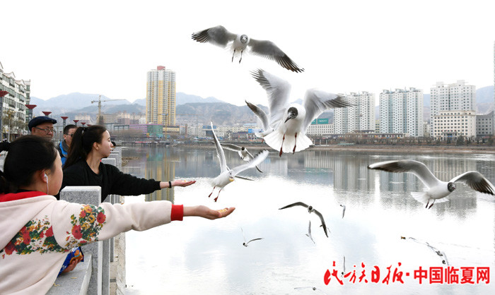 人鸥欢歌 史有东摄_副本.jpg