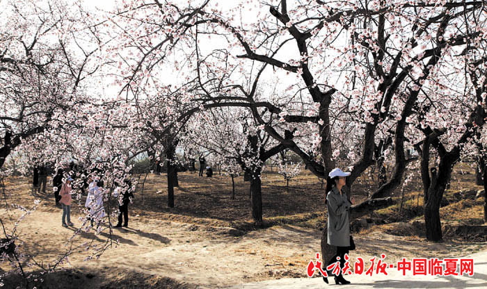 1522833837569425.jpg 麻红梅 (7)700.jpg