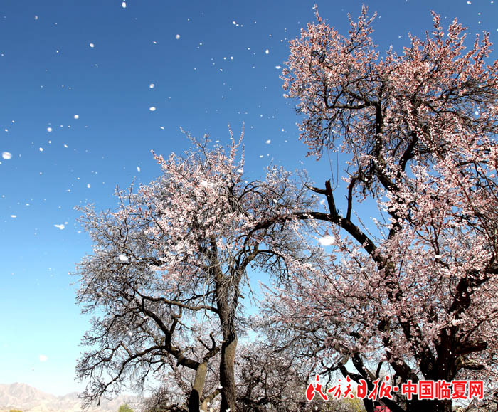 1522833847177378.jpg 麻红梅 (4)700.jpg