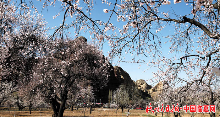 1522834219356553.jpg 麻红梅 (18) 700.jpg