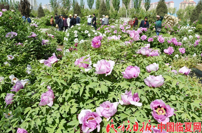 5月12日，游客在甘肃省临夏回族自治州临夏市十里牡丹长廊里观赏牡丹。 (4).jpg