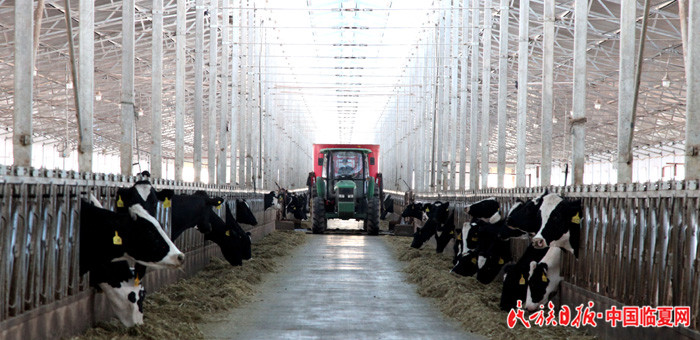 1526865852689459.jpg 麻红梅—现代化牛舍 (3) 700大.jpg