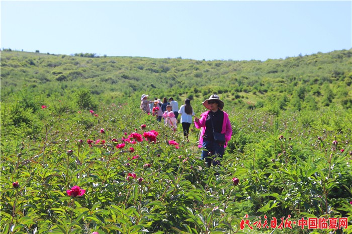 康乐县鸣鹿乡牡丹谷的芍药逐渐绽放（本报记者  袁林  摄）.jpg