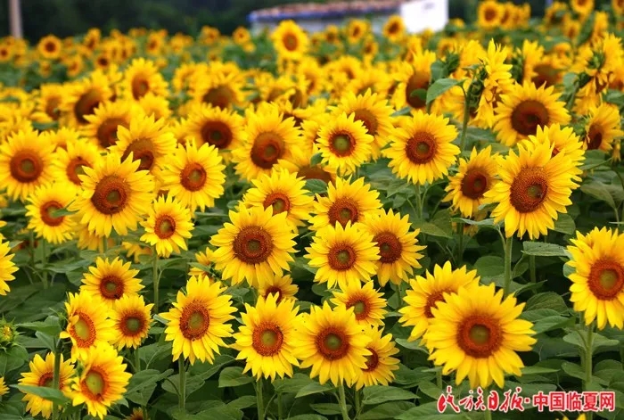 6402113.webp.jpg