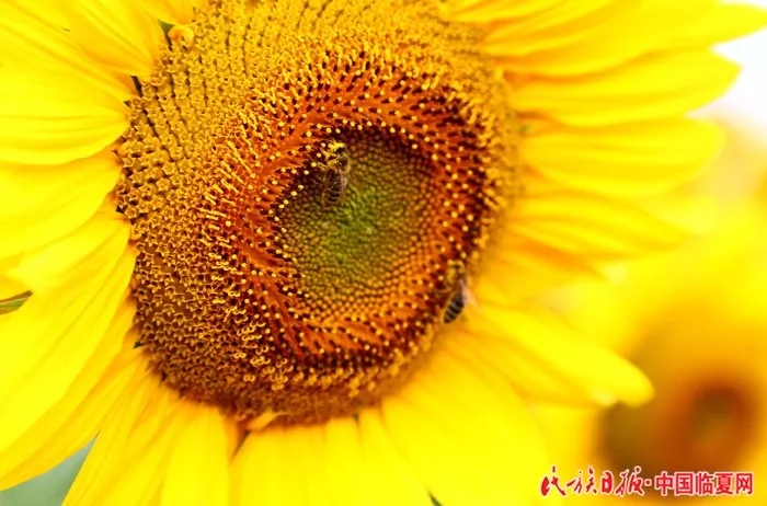 64077989.webp.jpg