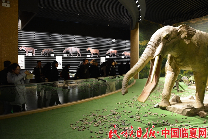 和政化石博物馆 (6)_副本.jpg