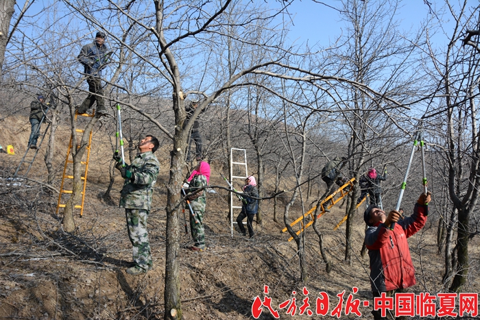 1547776897892683.jpg 果树修剪 (2).jpg