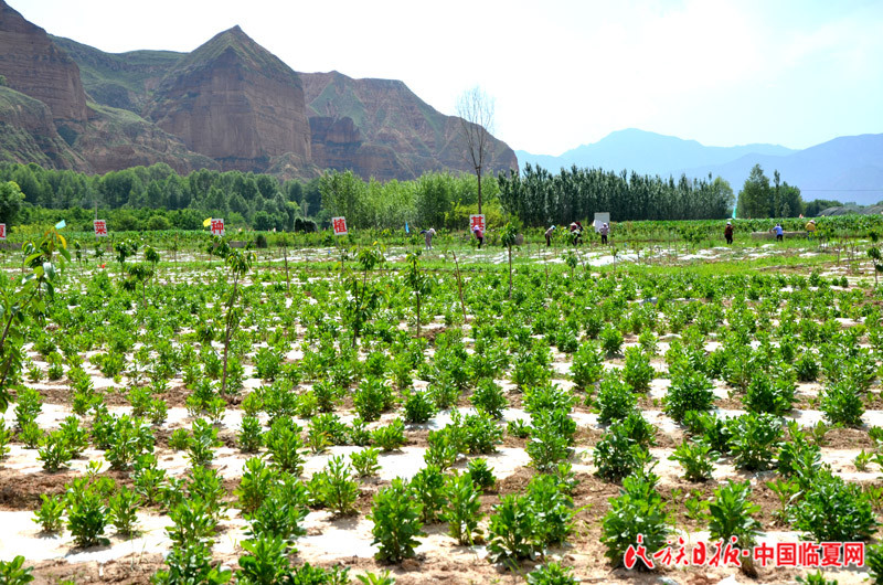 高原夏菜种植基地.JPG