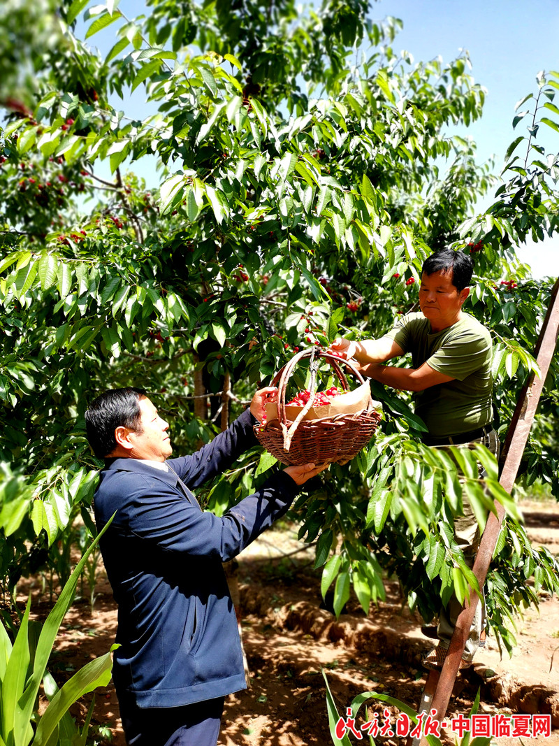 银川乡大樱桃示范基地喜获丰收.jpg