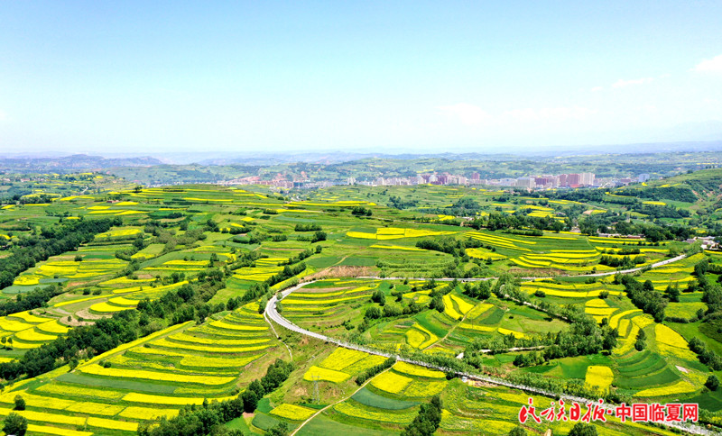 油菜产业遍地开花.JPG
