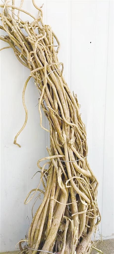 1632449697463058.jpg b1a5c3e7-63a4-4e4b-85eb-edcc22c4e606.jpg.jpg