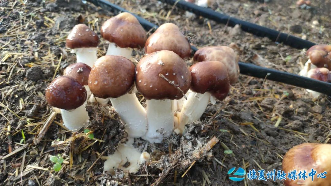 1688364524898007.jpg 1688364524898007.jpg