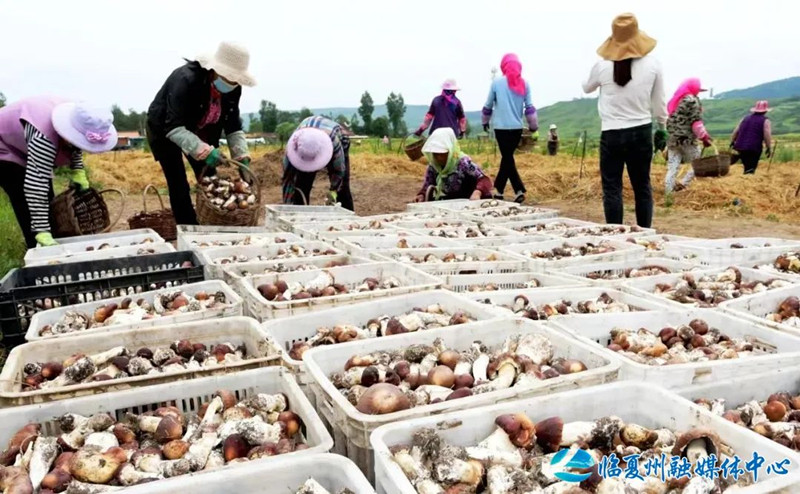 1688364576226518.jpg 640 (3).jpg