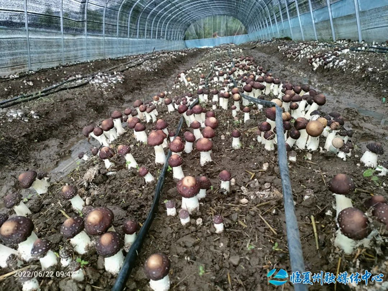 1688364630284812.jpg 640 (7).jpg