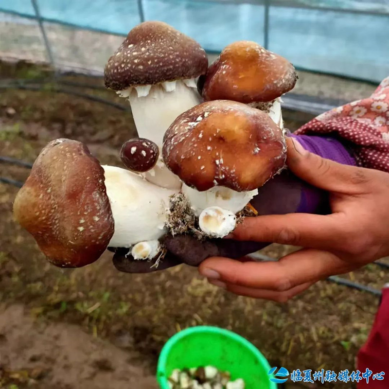 1688364668886506.jpg 640 (8).jpg