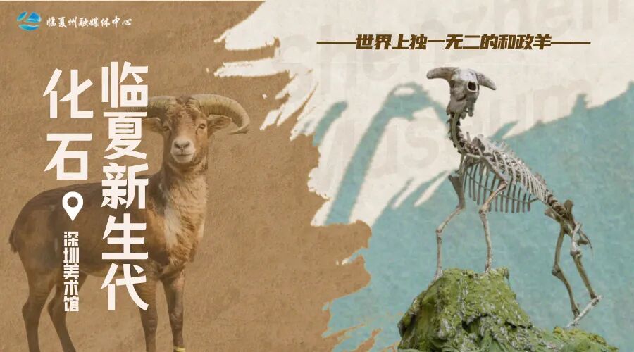 惊艳！临夏新生代化石十项世界之最，亮相鹏城~