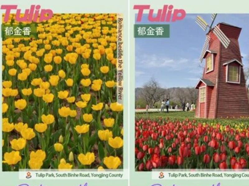Dating with Tulips