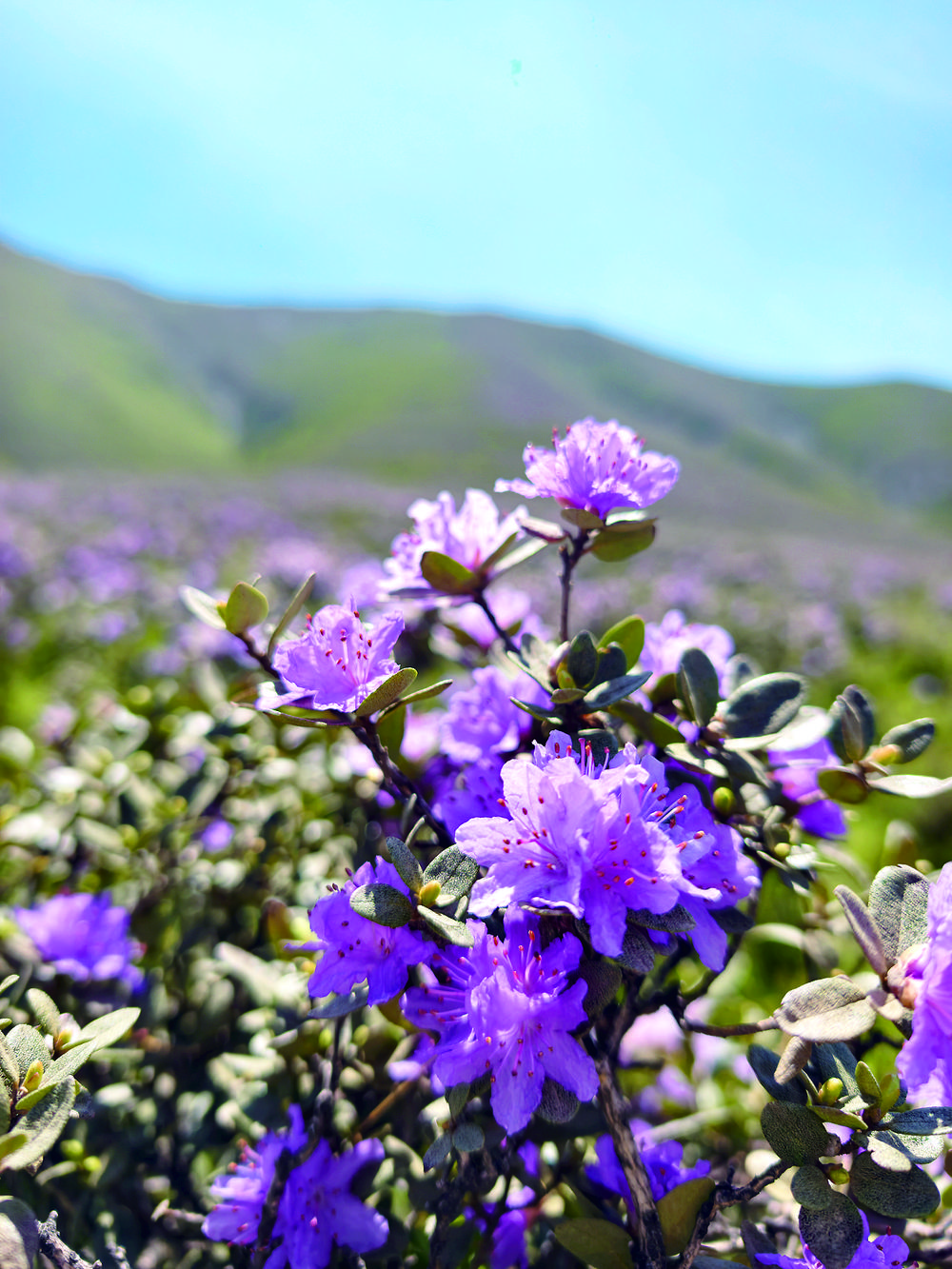一枝昳丽压千山