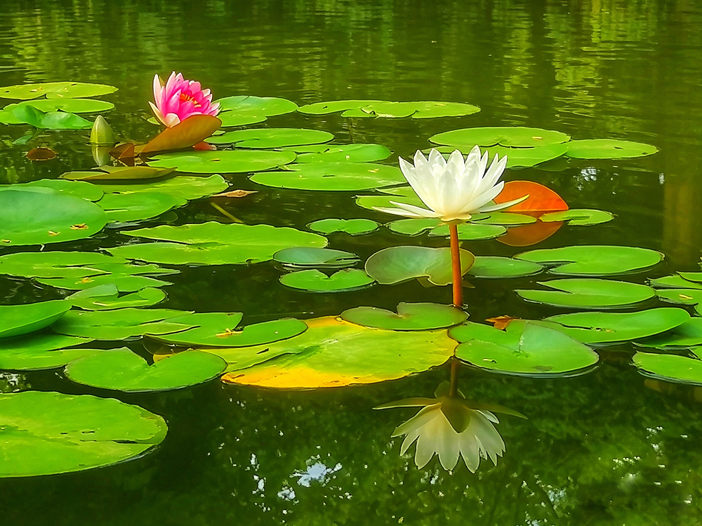 荷花
